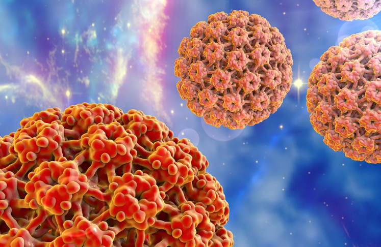 The human papilloma virus