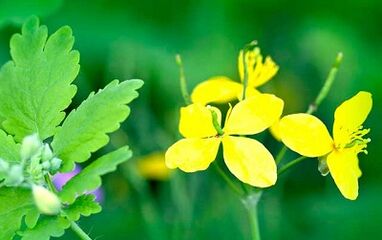 Use Celandine to copy Warts