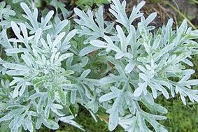 Wormwood tincture to remove papillomas
