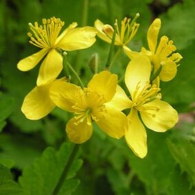 celandine against papilloma